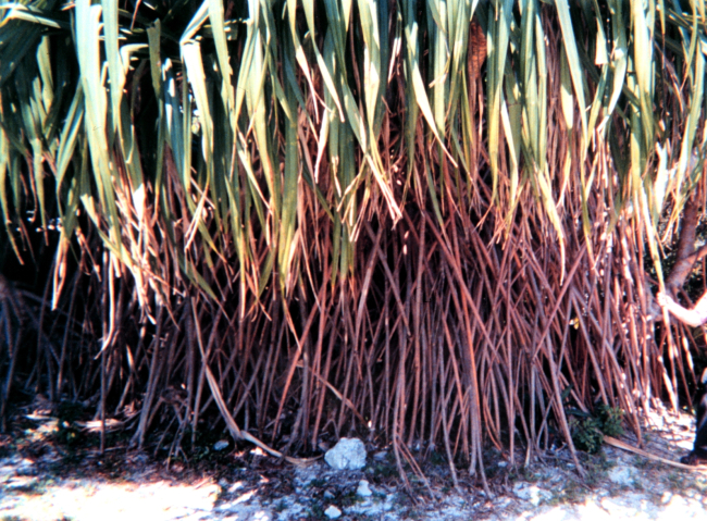 Spectacular vines at the Key West Garden Club gardens at the West Martello, apart of the Civil War era defenses of Key West on the south side of the island