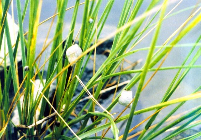 Marsh snails, Littorina littorina