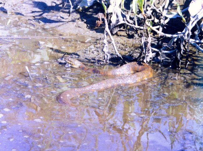 A Northern Water Snake basking along the river bank inearly fall