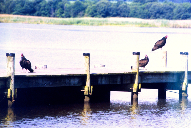 Turkey vultures on a Patuxent River pier