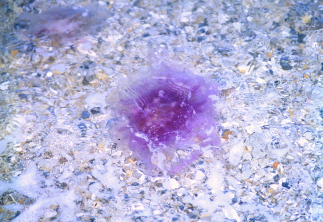 A purple winter nettle in the shallows of the Patuxent River