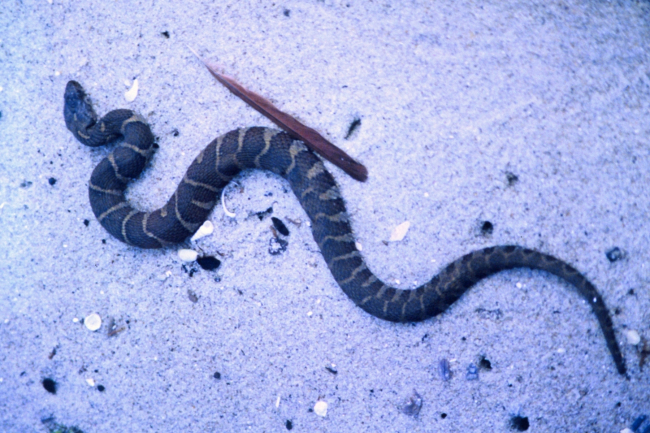 A young Northern Water Snake