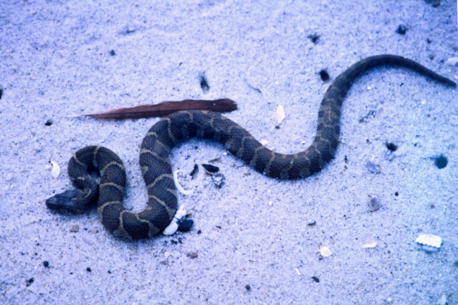 A young Northern Water Snake