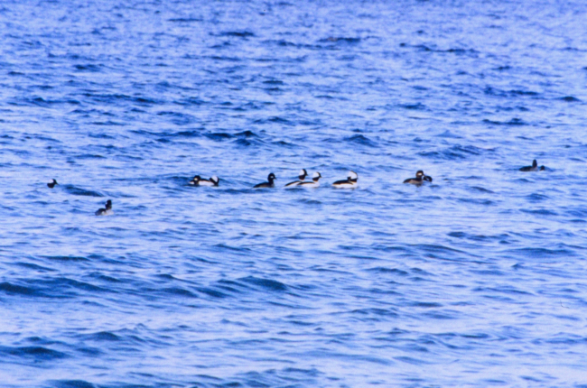 A flock of Buffleheads cruising the Patuxent River