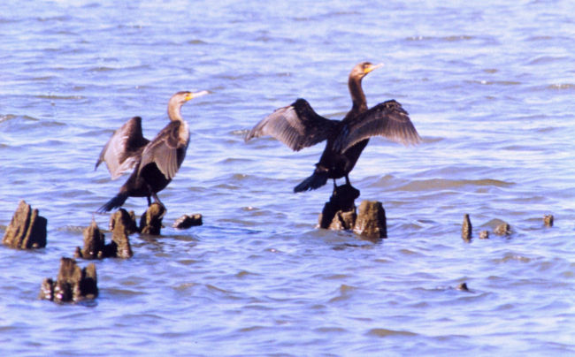 Cormorants drying their wings on old steamboat landing piles