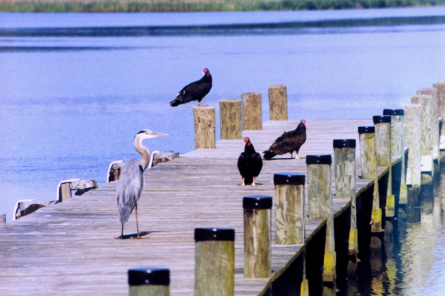 A Great Blue Heron and Turkey Vultures sharing a Patuxent River pier
