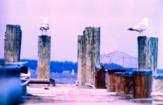 Gulls on a pier