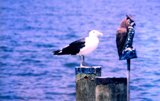 A Great Black Backed Gull on a piling