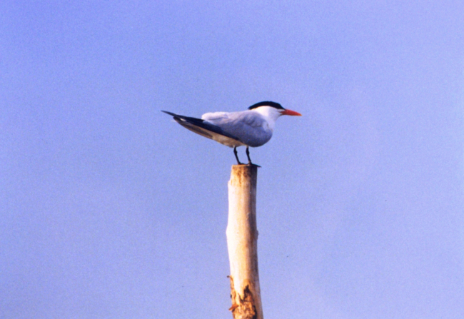 A Caspian Tern perched on a pole