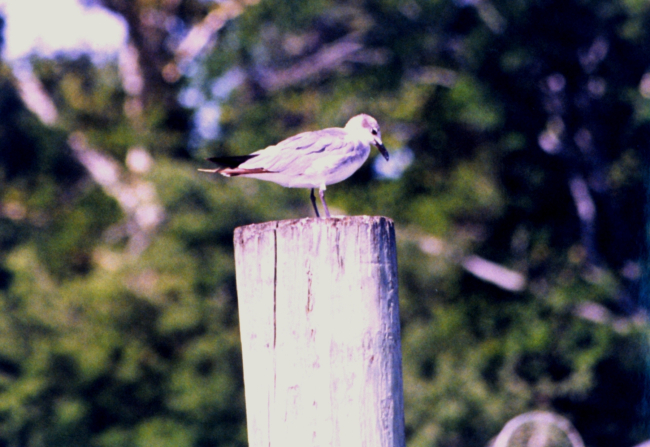 A young Laughing Gull