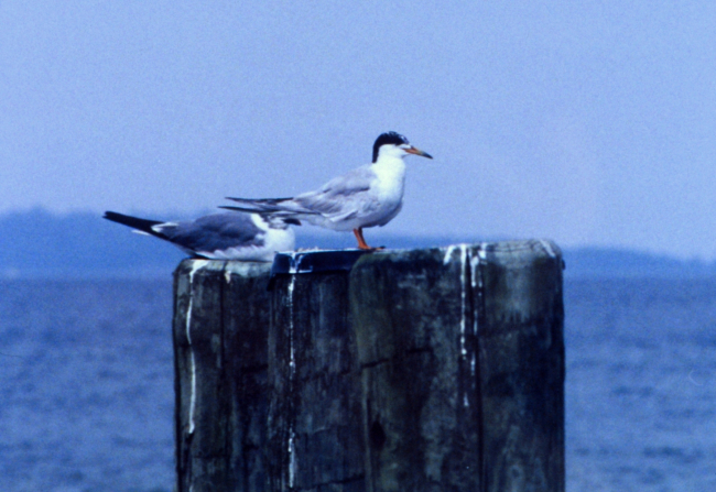 Possibly Forster's Tern perched on a piling