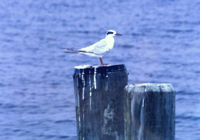 Possibly an immature Forster's Tern