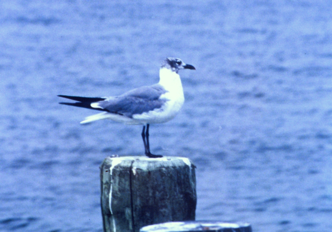A Laughing Gull