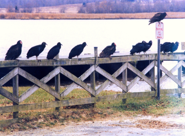 Turkey Vultures and Black Vultures taking a break from searching for carrion ona Patuxent River fence