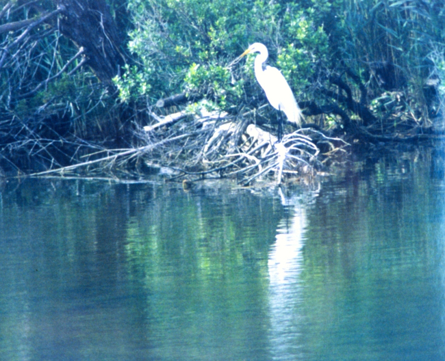 A Great Egret along the bank of the Patuxent River
