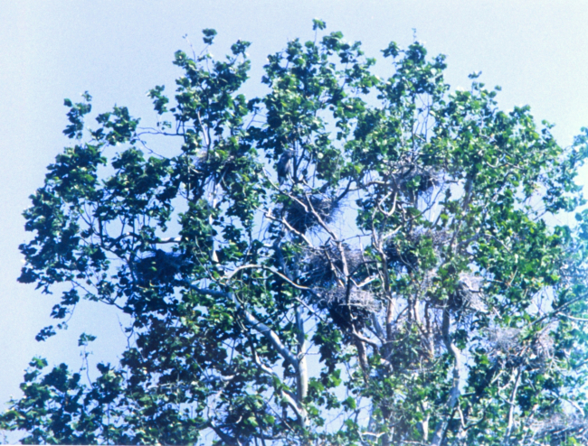 Great Blue Heron nesting area, or as it is called, a heronry