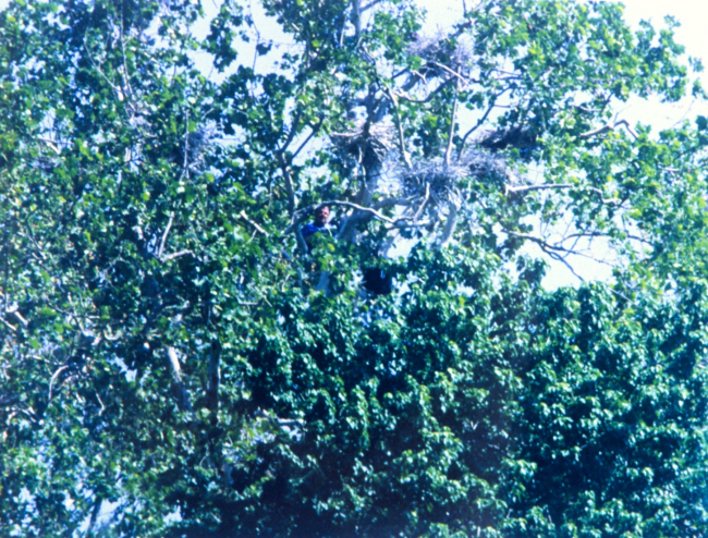 Great Blue Heron nesting area, or as it is called, a heronry