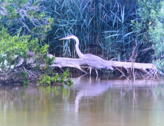 A Great Blue Heron on the banks of the Patuxent River