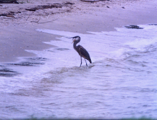 A Great Blue Heron trying valiantly to swallow a large fish