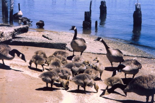 Resident Canada Geese - the ones who forget to fly home for the summer