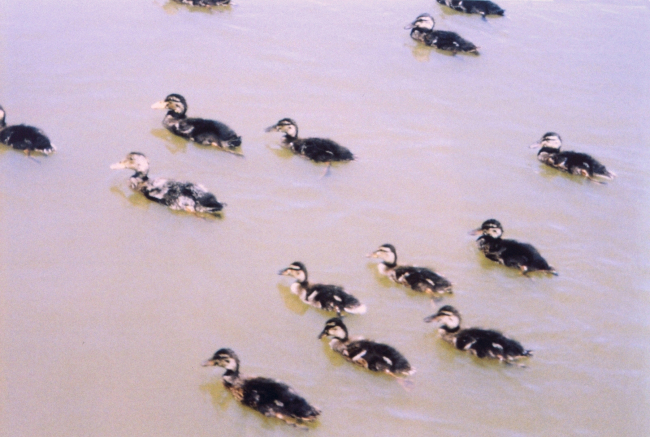 A flock of young mallards