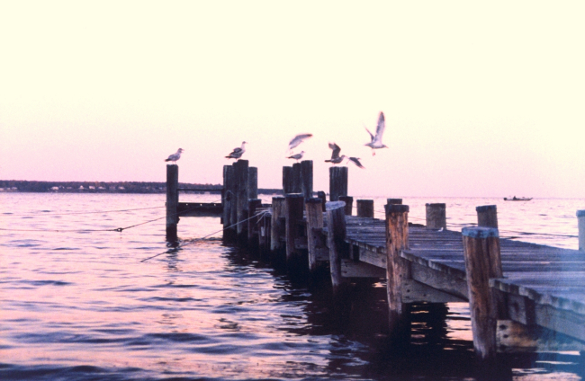 Gulls on a pier at sunset