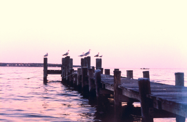 Gulls on a pier at sunset