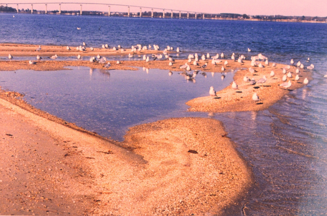 Sea gulls on a Patuxent River beach