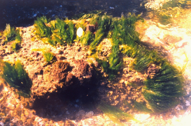 Green algae growing on a rock in the shallows of the Patuxent River