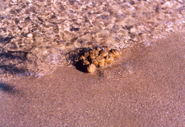 Sea squirts washing ashore