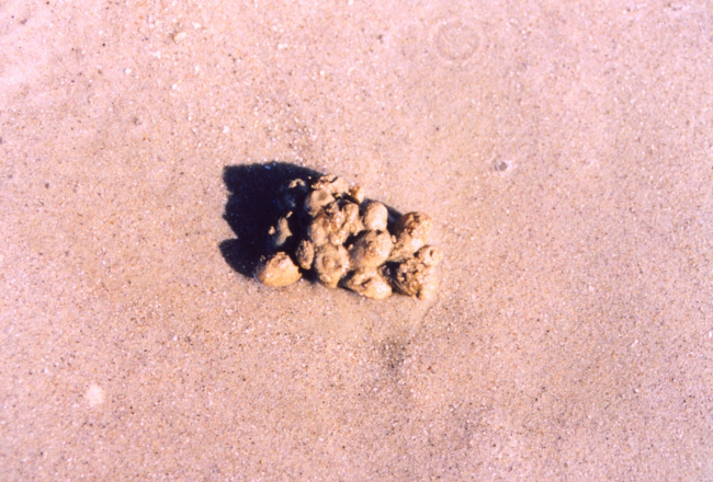 Sea squirts