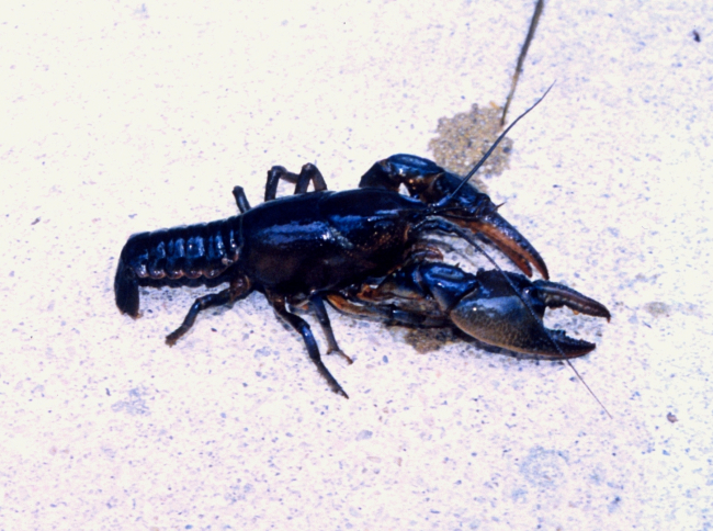 Crayfish found in a salt water pond near the Patuxent River