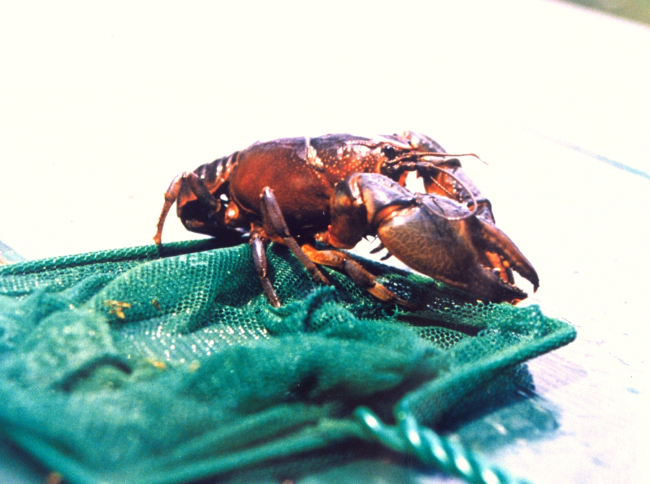 Crayfish found in a salt water pond near the Patuxent River