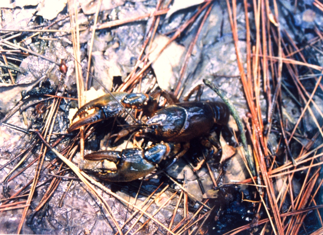 Crayfish found in a salt water pond near the Patuxent River
