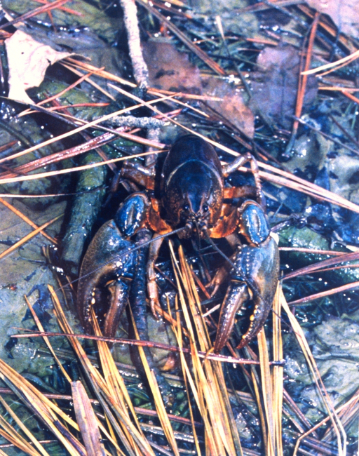 Crayfish found in a salt water pond near the Patuxent River