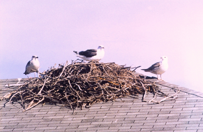 Sea gulls on a deserted osprey nest