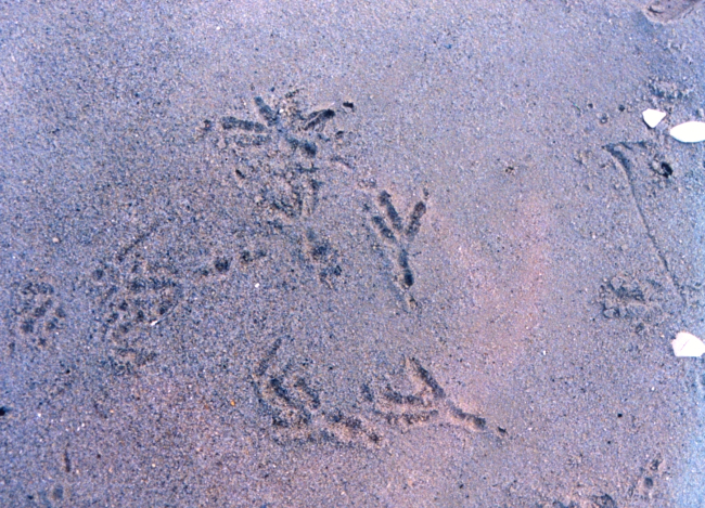Crow footprints in the sand
