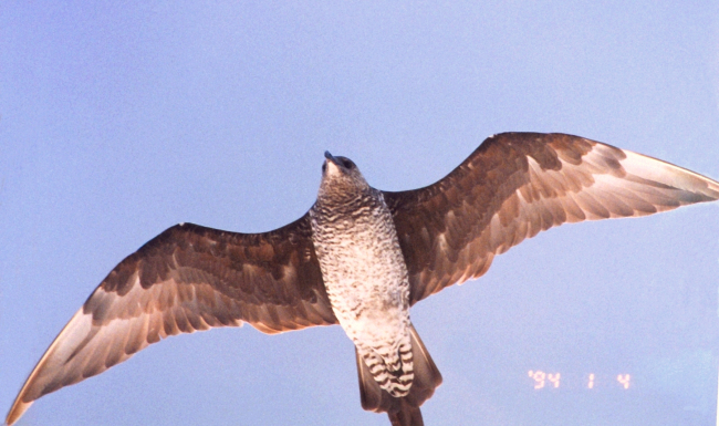 Sea bird hovering overhead