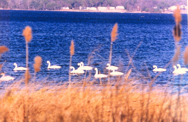 Tundra swans near the mouth of the Patuxent River