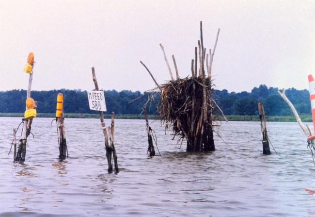 Pound net posts are taken over by osprey, who built their home there