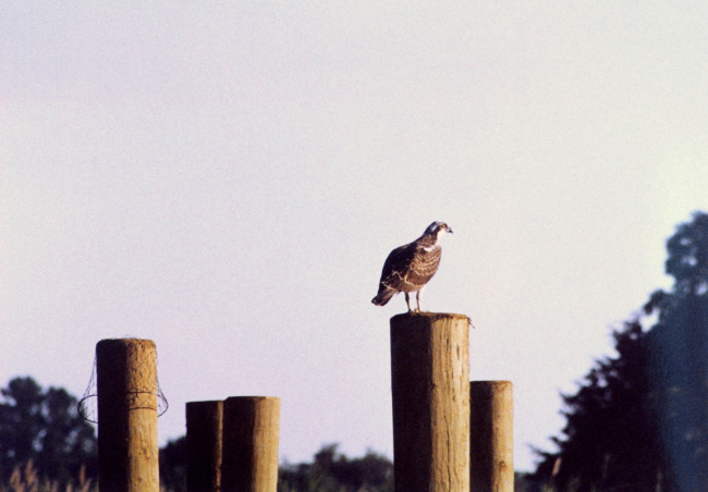 Osprey on pier piling