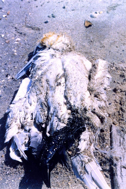 A Northern Gannet, somewhat north of its normal range,tangled in fishing line and drowned