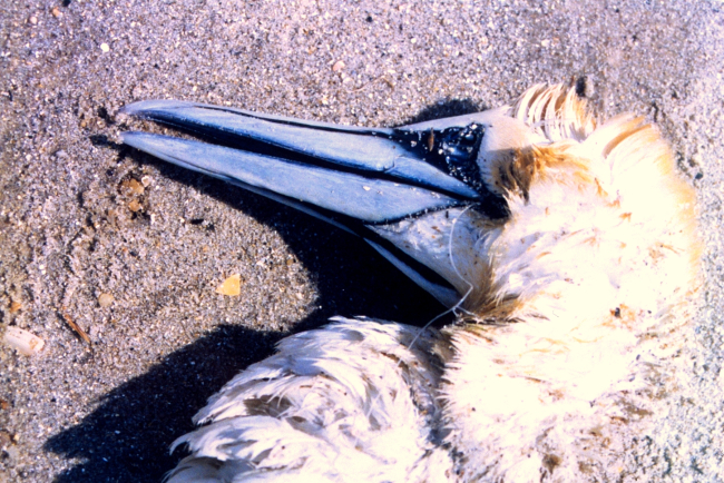 A Northern Gannet, somewhat north of its normal range,tangled in fishing line and drowned