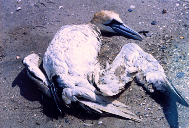A Northern Gannet, somewhat north of its normal range,tangled in fishing line and drowned