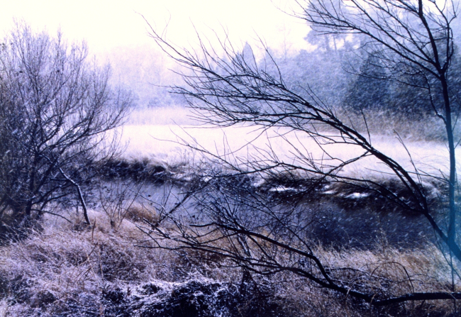 A snowy winter day in the marsh