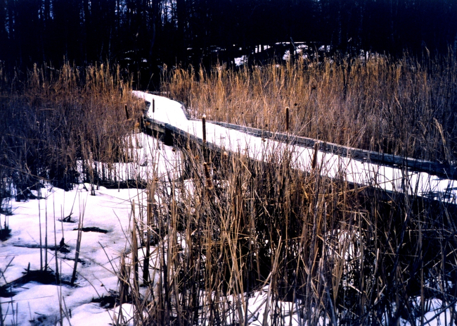 Snow in the marsh