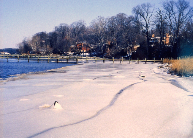 Winter and ice along the Patuxent River