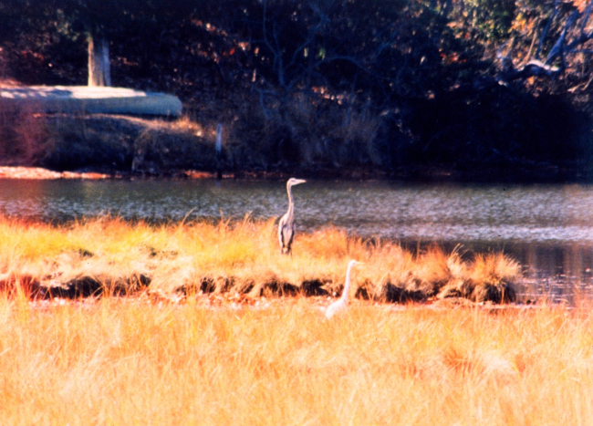 A Great Blue Heron and a Snowy Egret sharing a Patuxent Rivermarsh area on a glorious fall day