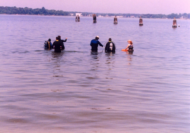 Volunteers with the Alliance for the Chesapeake Bay work to restoreunderwater seagrass beds near Solomons Island