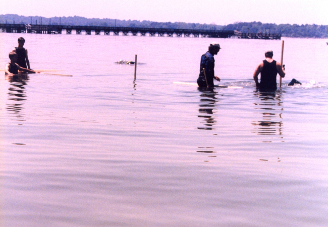 Volunteers with the Alliance for the Chesapeake Bay work to restoreunderwater seagrass beds near Solomons Island